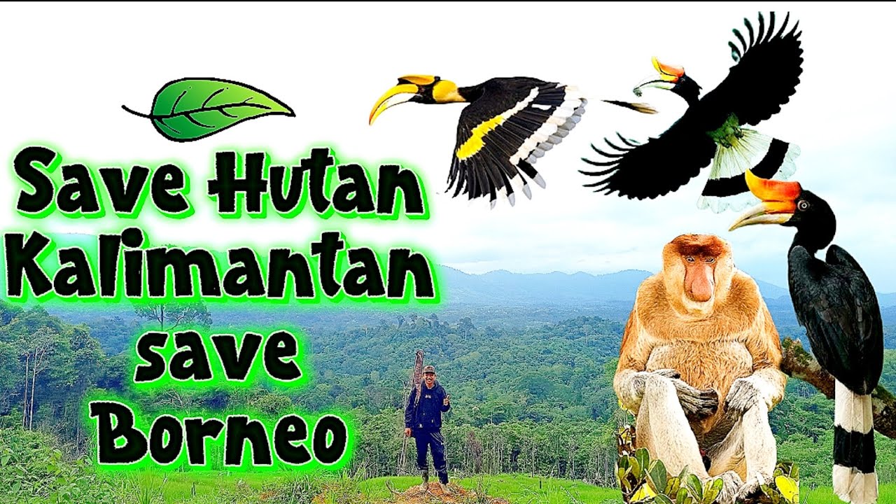 Dokumenter Perjalanan Survei Desa + Blusukan Berkemping Berburu Bermalam di Hutan Borneo!!!