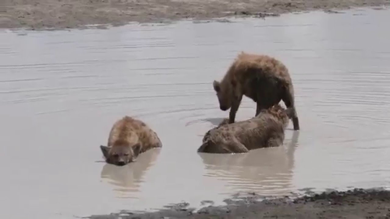 Spotted hyena courtship behaviour: male shadows female