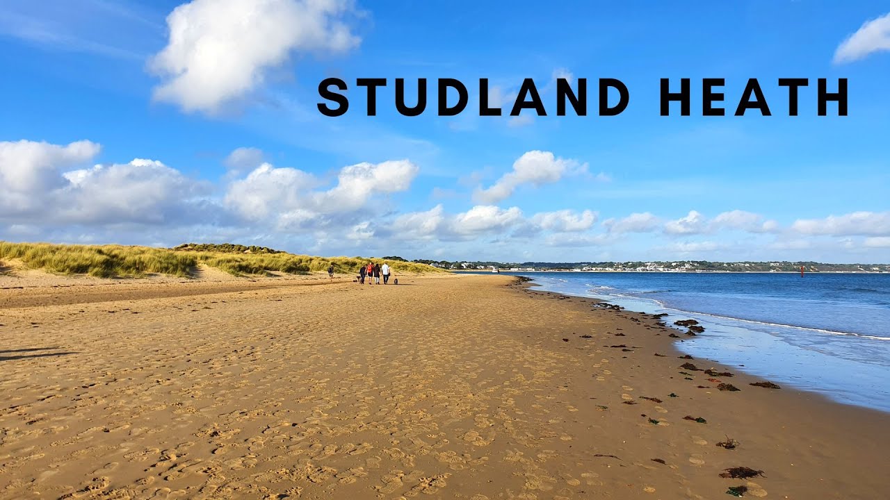 Studland Heath - Nature Diaries