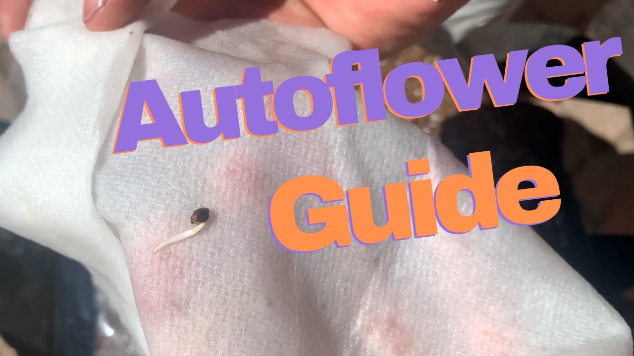 Growing An Autoflower for the FIRST time | How to grow Weed EASY