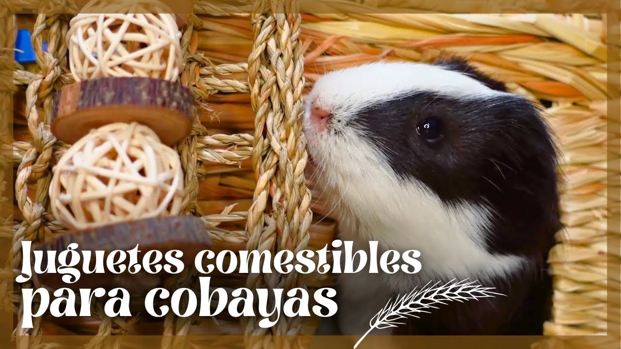 Probando JUGUETES comestibles para COBAYAS 🐹🌿 Novedades de @lapraderaonline 📦🧡