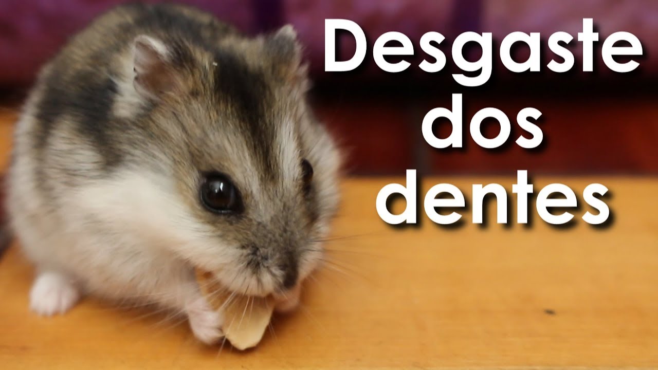 Desgaste dos dentes de hamsters!