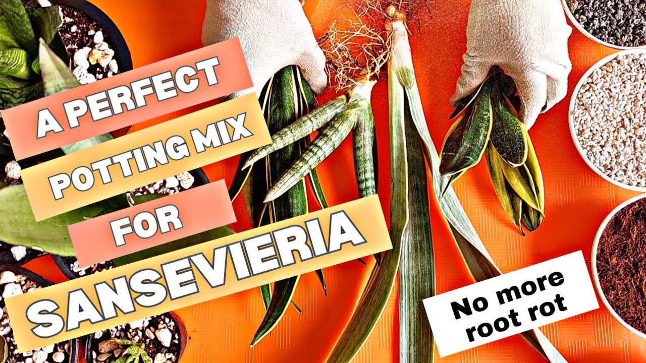Soilless potting mix for sansevieria | A perfect soil mix for snake plant | media for sansevieria