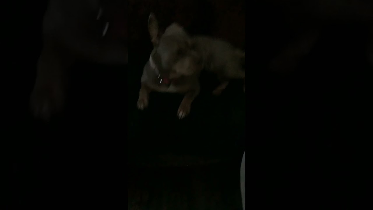 Pop muzik dog version