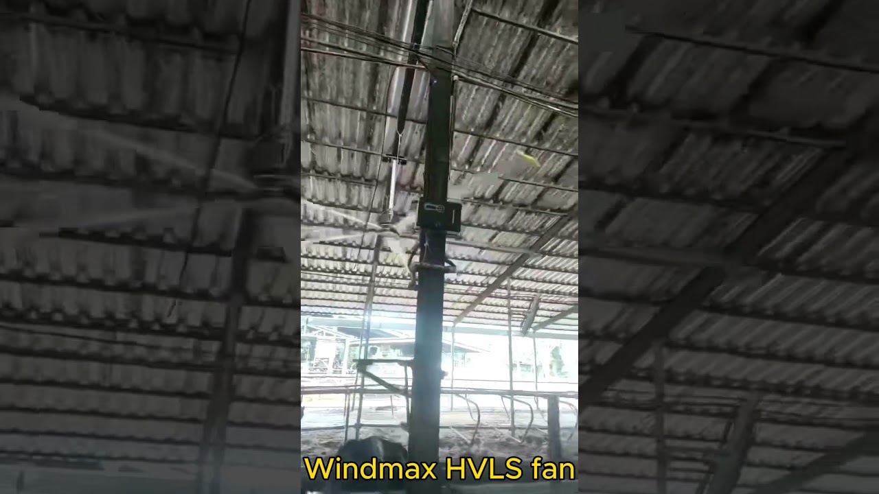 HVLS fans are used in cattle barns to improve air circulation and productivity.#HVLSfans#CeilingFans