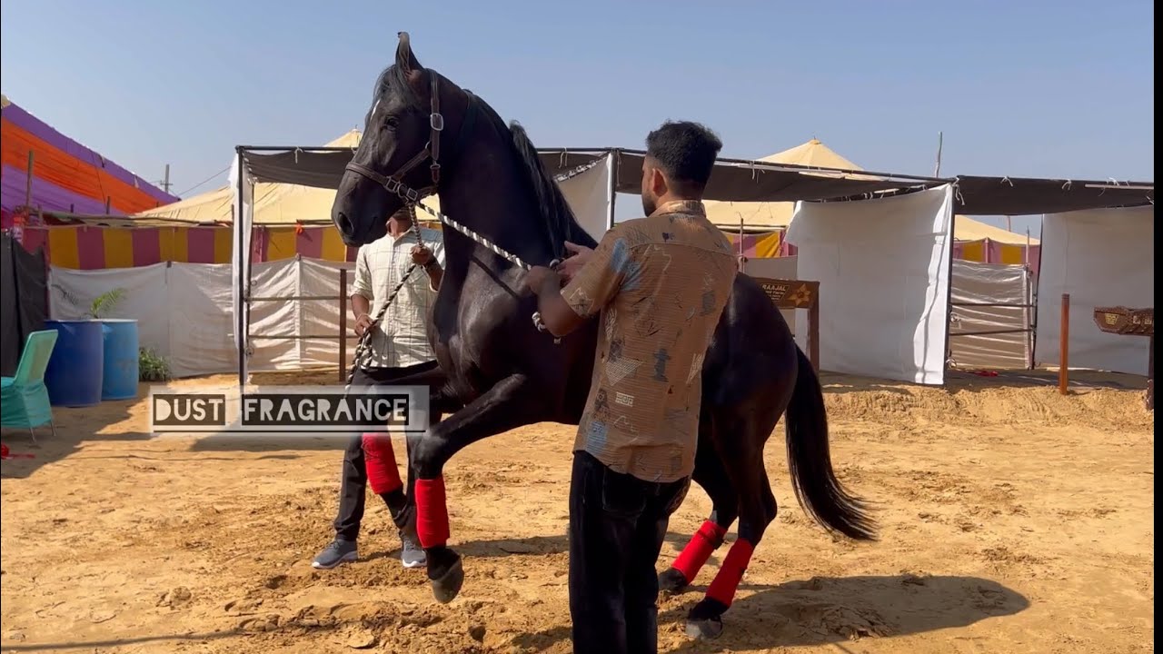 परमराज और केसरिया आये गुजरात से पुष्कर मेले में #pushkarfair2024
