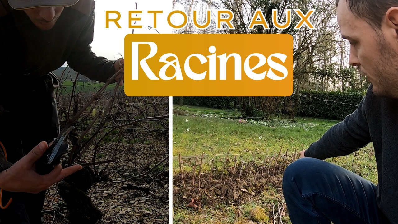 Je replante mes vignes avec les pieds de mon arrière-grand-père ( Retour aux Racines)