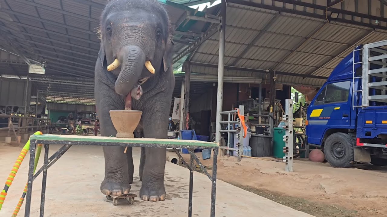 น้องดาวมงคล  ตำส้มตำ เตรียมความพร้อม ไปกรุงเทพโรงแรม สยามวิลล่าร่มเกล้า 26