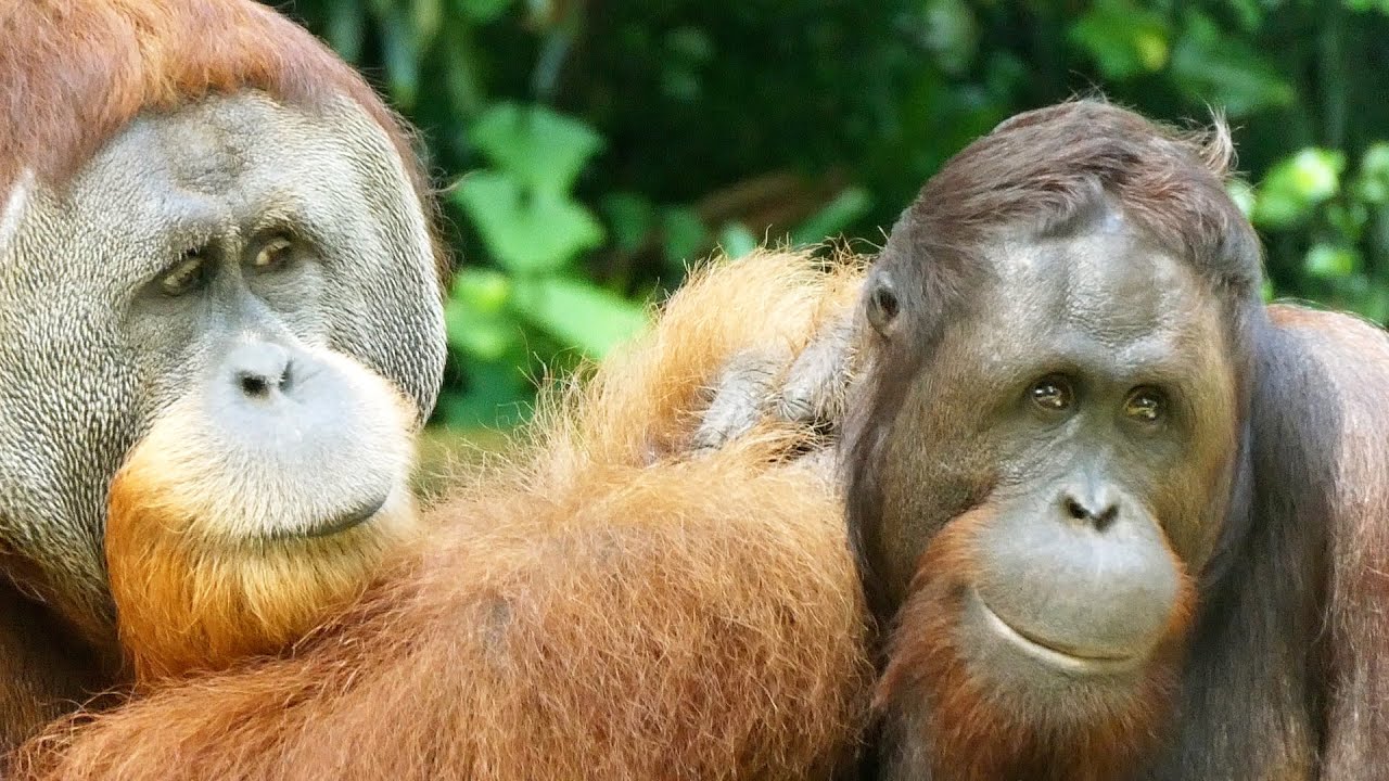 オランウータンの献身的な毛づくろい/ Orangutans' peaceful grooming time