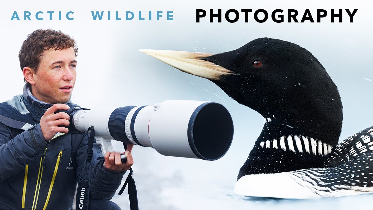 7 days of WILDLIFE PHOTOGRAPHY under the MIDNIGHT SUN | Adventures in Arctic Norway