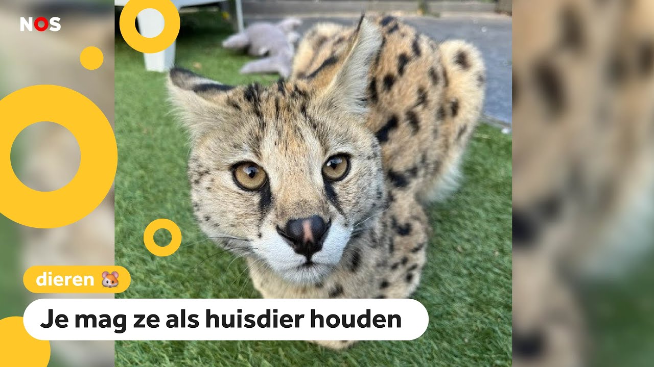 Zoektocht naar serval (grote wilde kat) in Hilversum