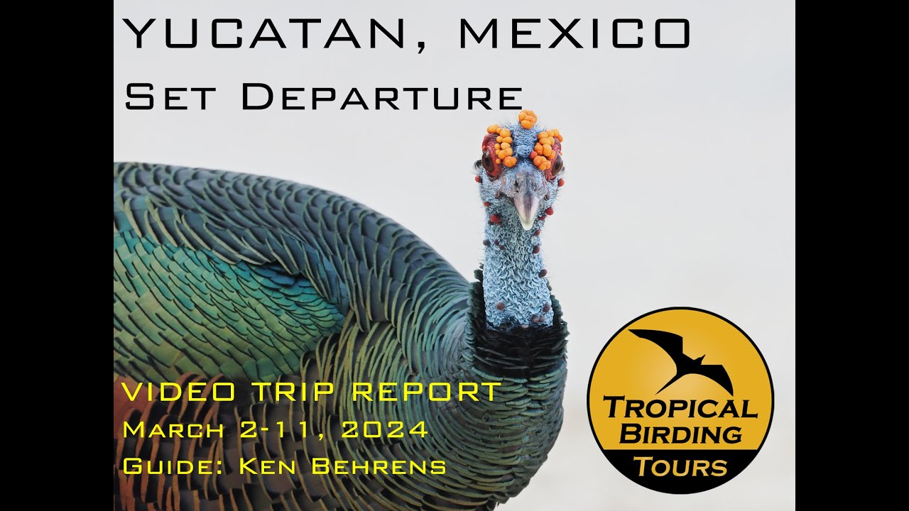 Mexico: Yucatán, Cozumel, & Calakmul - Birding Tour Video Trip Report