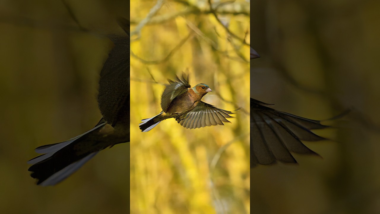 Robin Flying SlowMotion   Wincent   hIEDb #bird #nature #wildlife