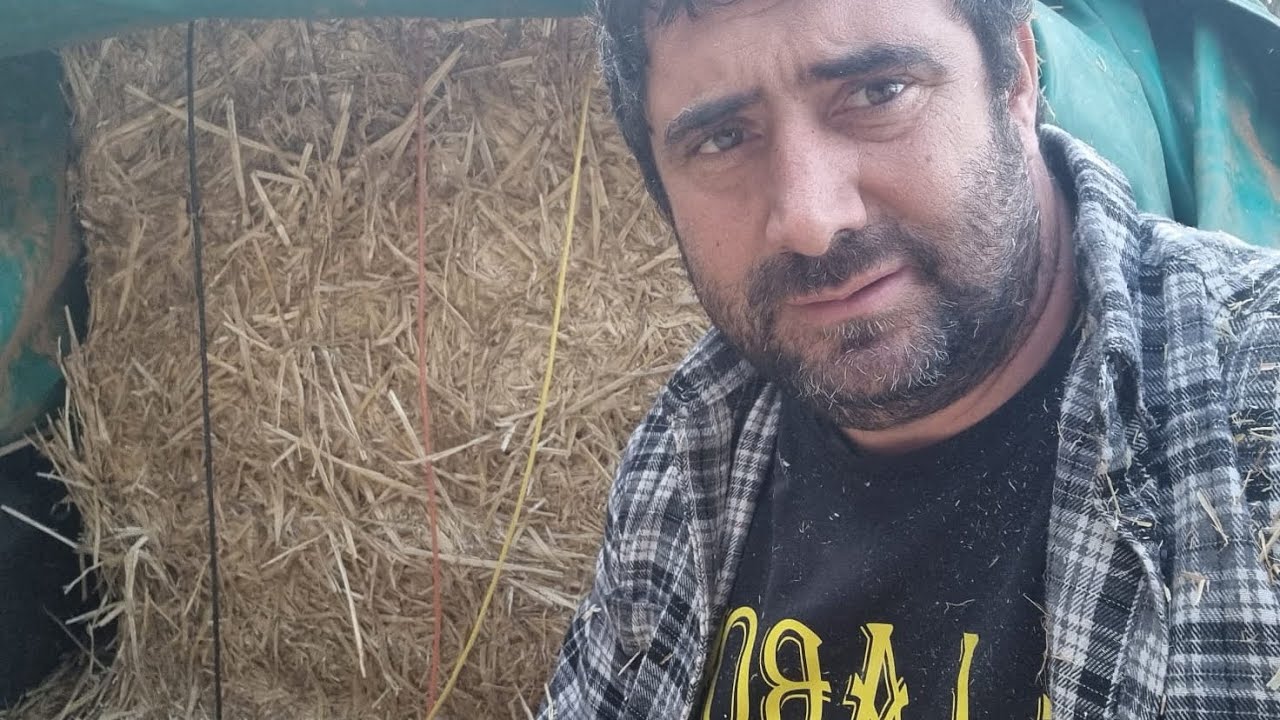 Una  poca de paja para las cabras de cama.