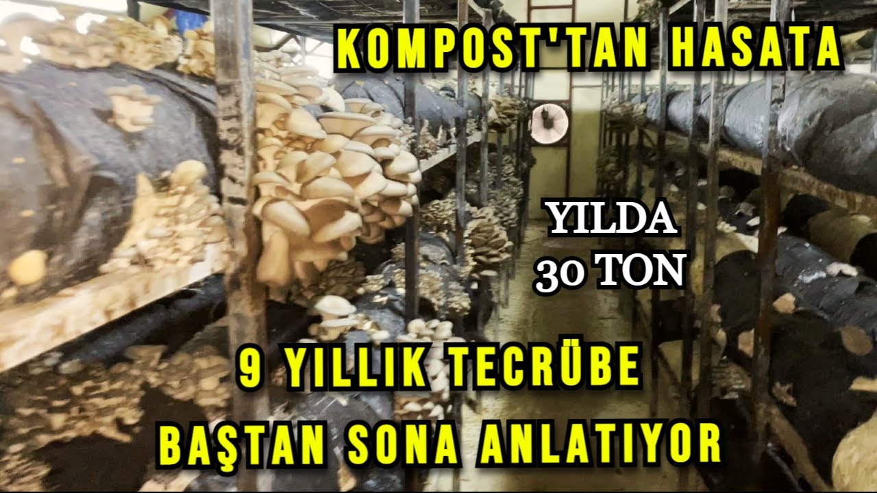 İstridye Mantarı Yetiştiriciliği