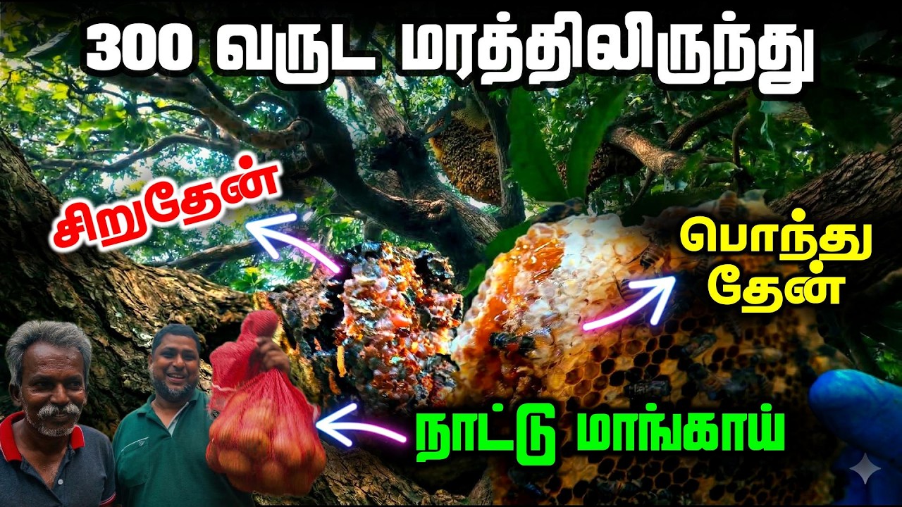 பொந்து தேன் | நாட்டு மாங்காய் | சிறுதேன் | 300 வருட மரத்திலிருந்து!