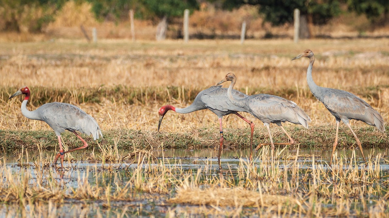 ครอบครัวนกกระเรียนพันธุ์ไทย | A Family of Eastern Sarus Cranes
