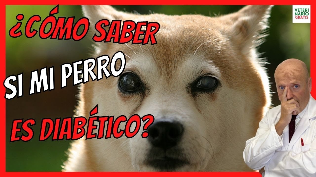 ¿CÓMO SABER SI MI PERRO TIENE DIABETES? ⚠️ SÍNTOMAS Y TRATAMIENTO DE LA DIABETES EN PERROS