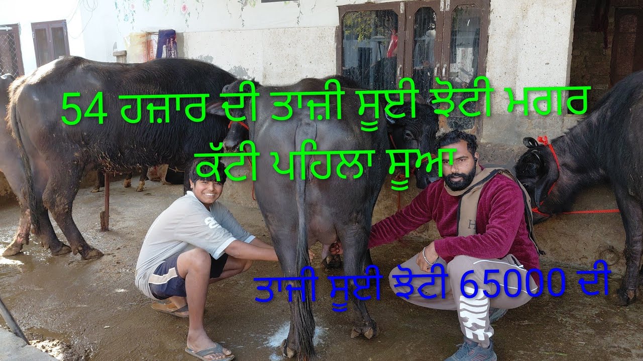 24 January 2026 # ,9779283441  # 54000 ਤੋਂ ਤਾਜ਼ੀ ਸੂਈ ਝੋਟੀ ਸ਼ੁਰੂ