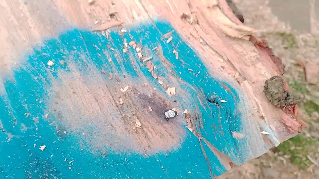 Update on oak tree job