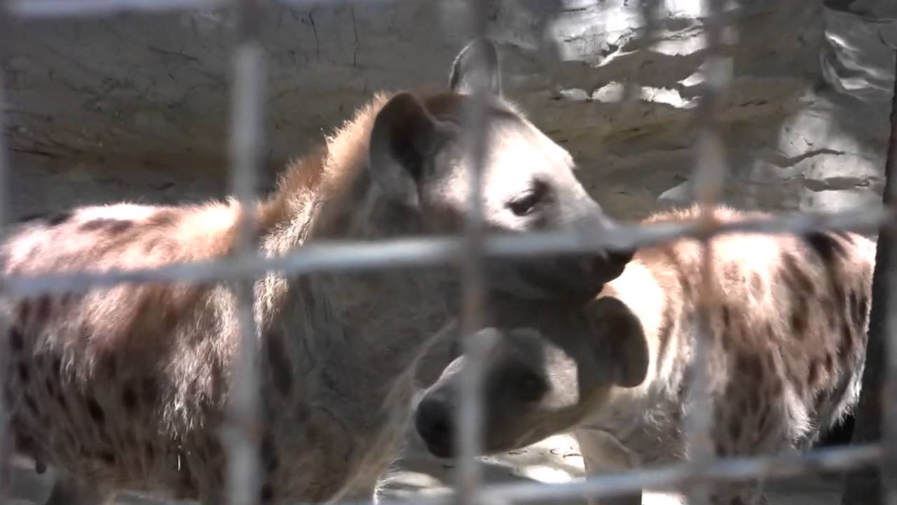 Avilon Zoo! Tigers, Hyenas, Sun Bears & Cats! Part 6 (March 2008) Philippines