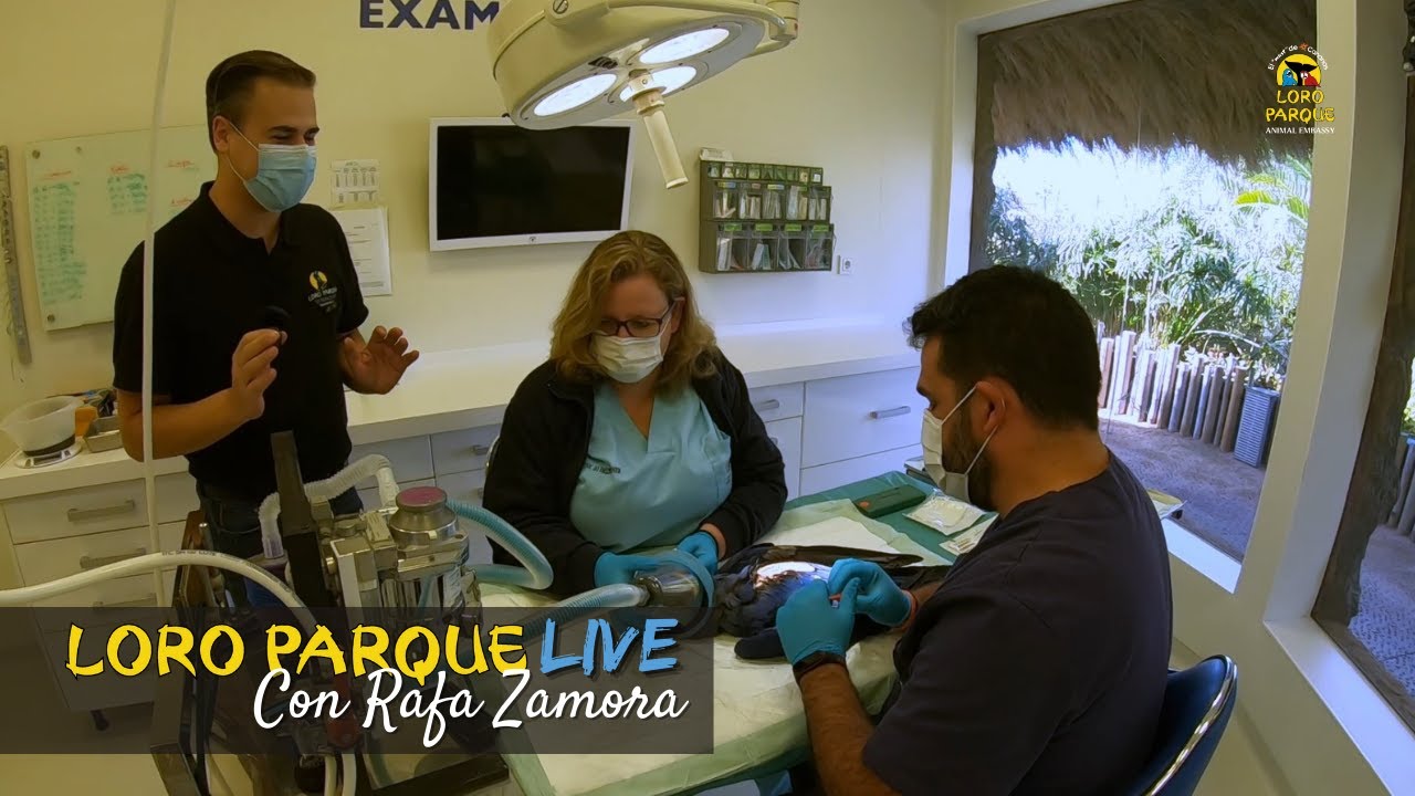 Animal Embassy - S01E09 - Loro Parque LIFE