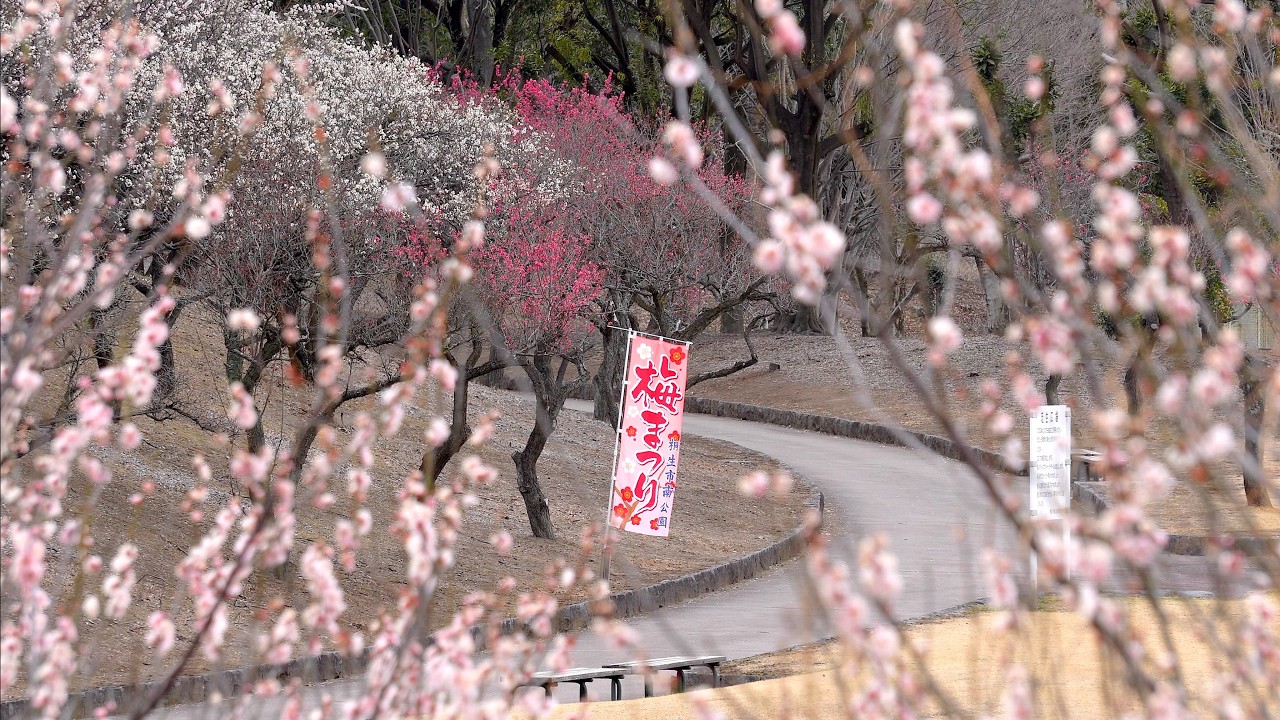 桐生市南公園の梅　〜2026年3月13日〜