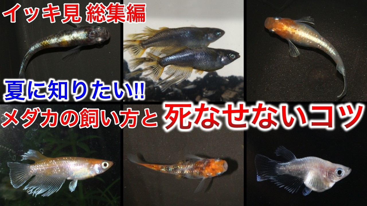 メダカ飼育の始め方〜めだかを死なせない為に絶対に知っておきたいことまとめ