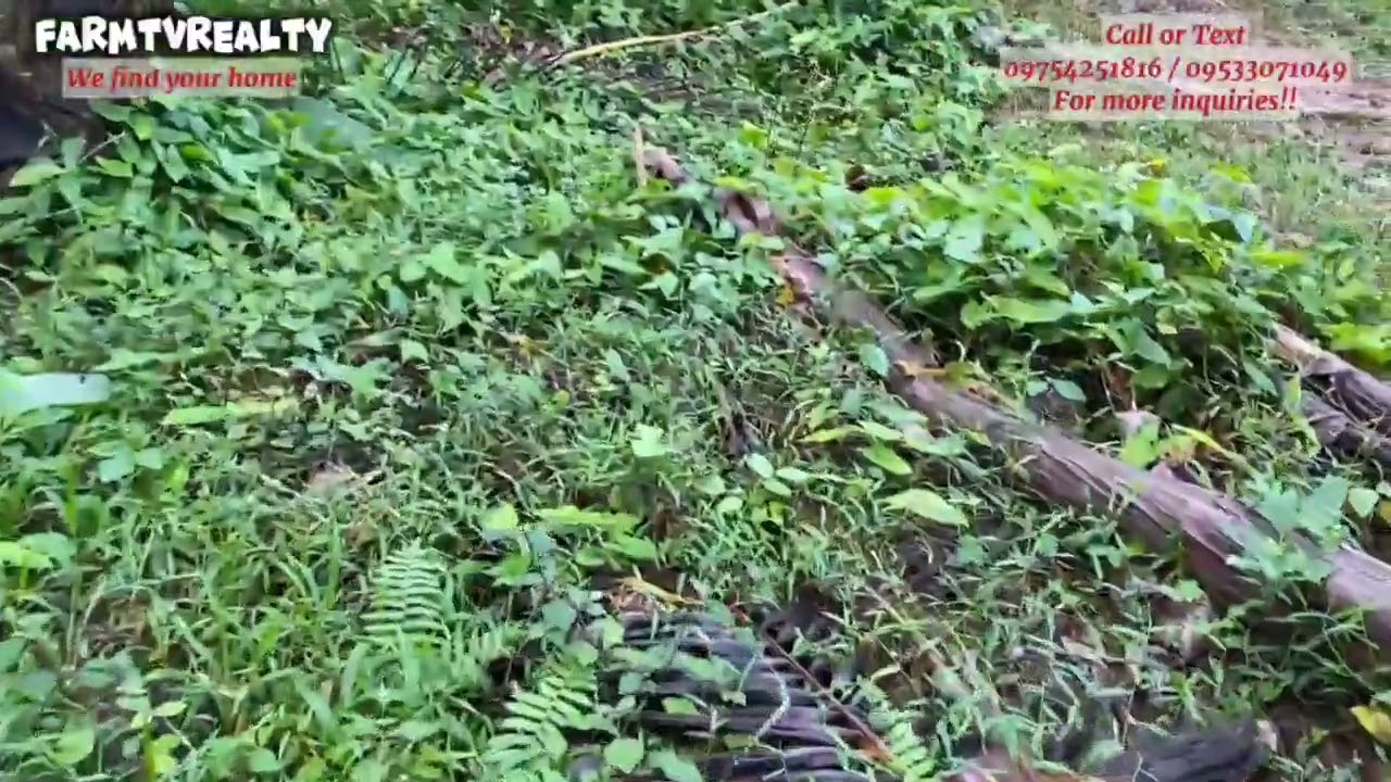VLOG #107 FARMLOT NA MALAPIT SA DIVERSION NG ATIMONAN - AGDANGAN QUEZON 2.1has (seedesciptionbelow)