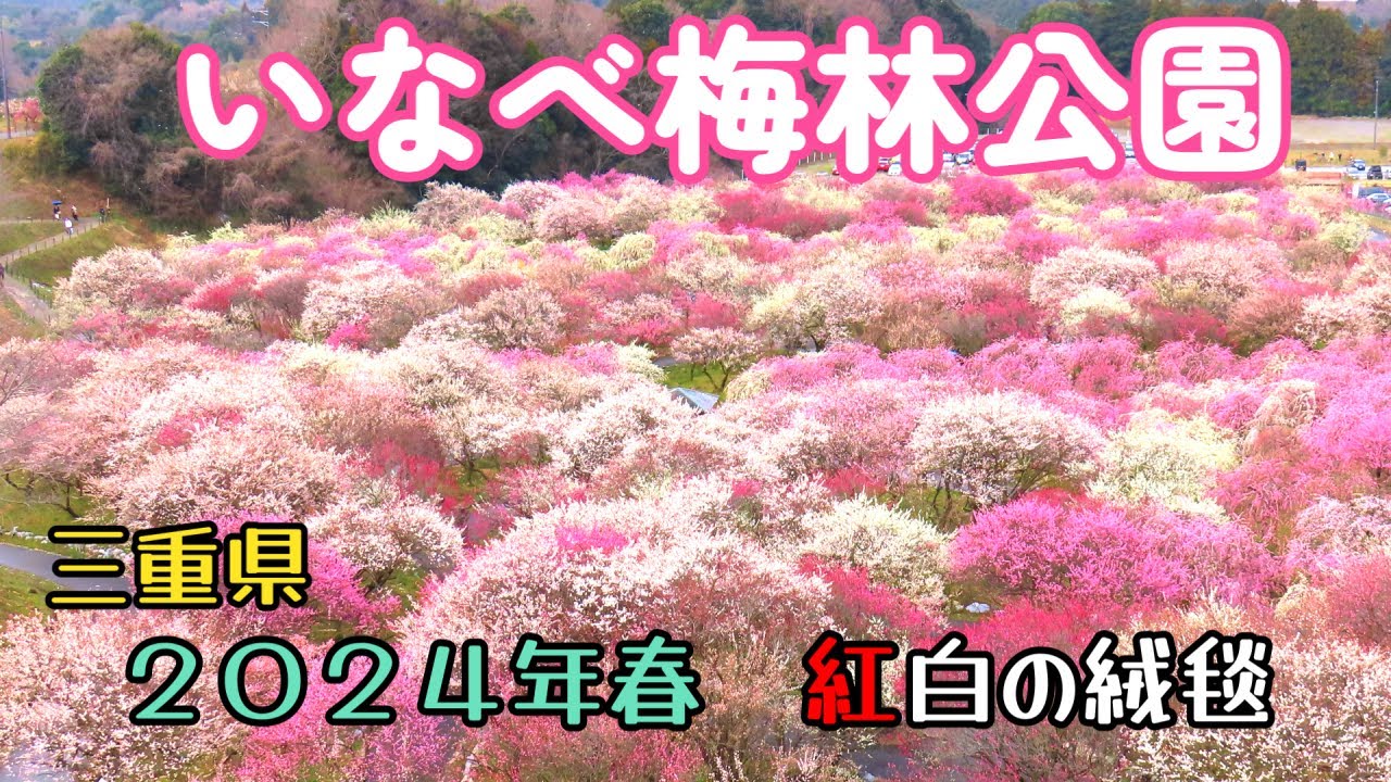 【いなべ市梅林公園】東海地区最大級の梅が咲き乱れる梅まつりへ。１００種類４５００本の梅が見れます。
