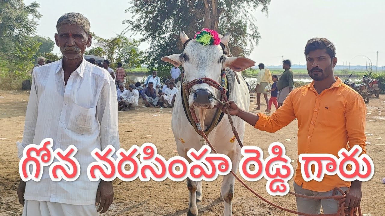కాలువ బుగ్గ న్యూ కేటగిరి విభాగంలో 14వ జత గోన నరసింహ రెడ్డి గారు