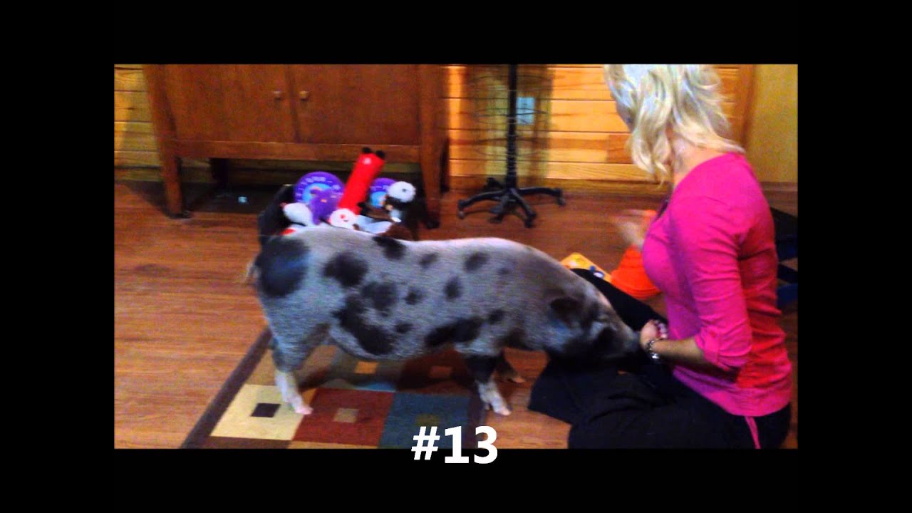 Norman Not Just A Pig