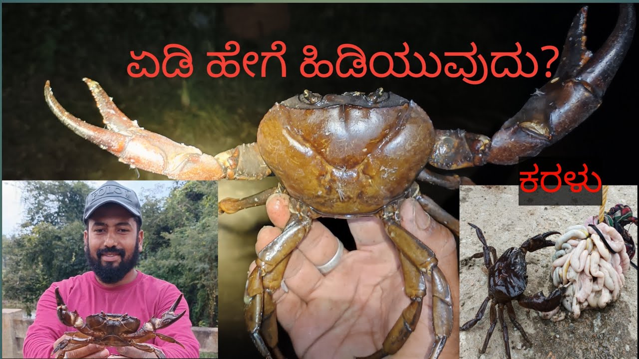 #ಏಡಿ ಹಿಡಿಯುವ ವಿಧಾನ/#bigcrab hunting/#केकड़ा पकड़ने का तरीका#1/plz subscribe my channel 🙏