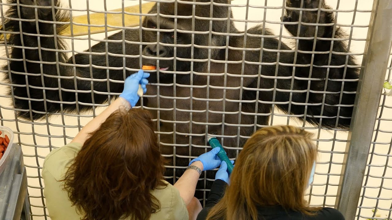 Gorilla Cardiac Care - Nebraska Medicine