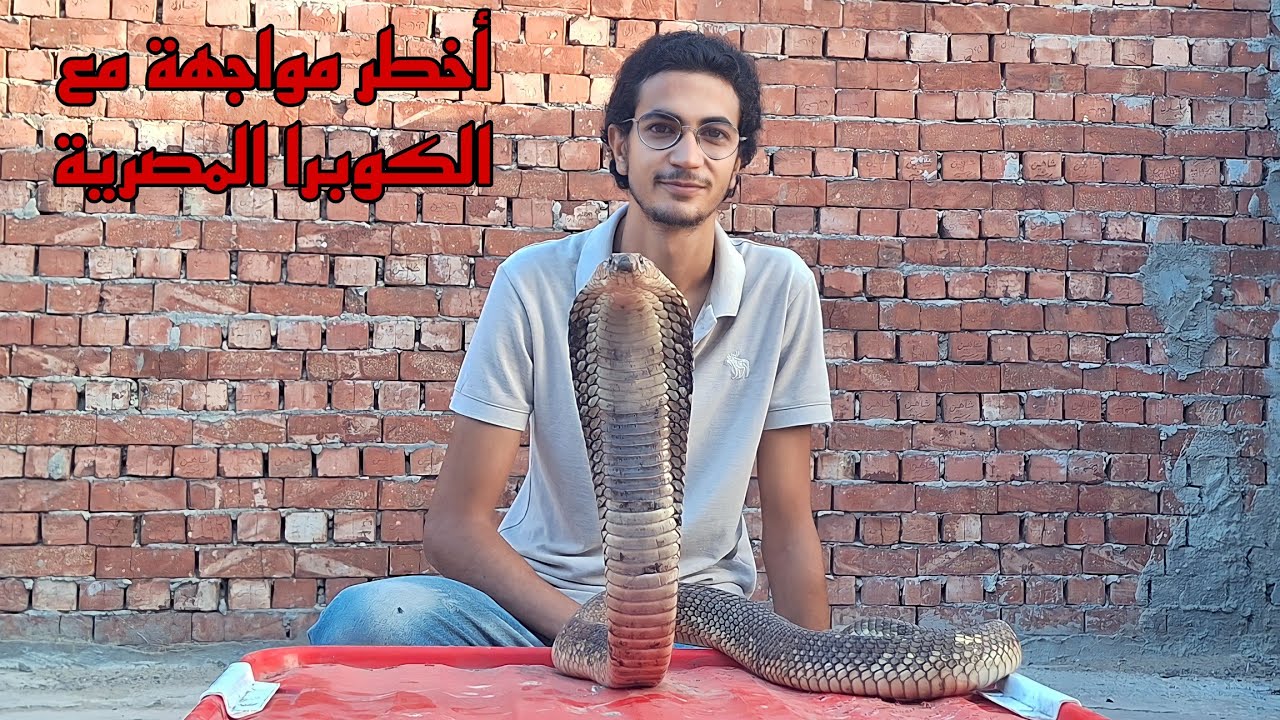 أخطر وثائقي عن الكوبرا المصرية Naja hage