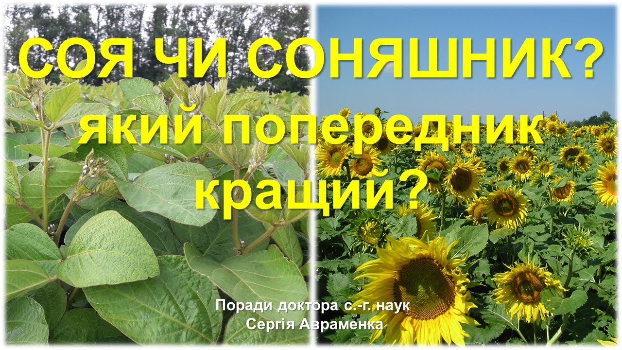 Соя или подсолнечник? Какой предшественник лучший?