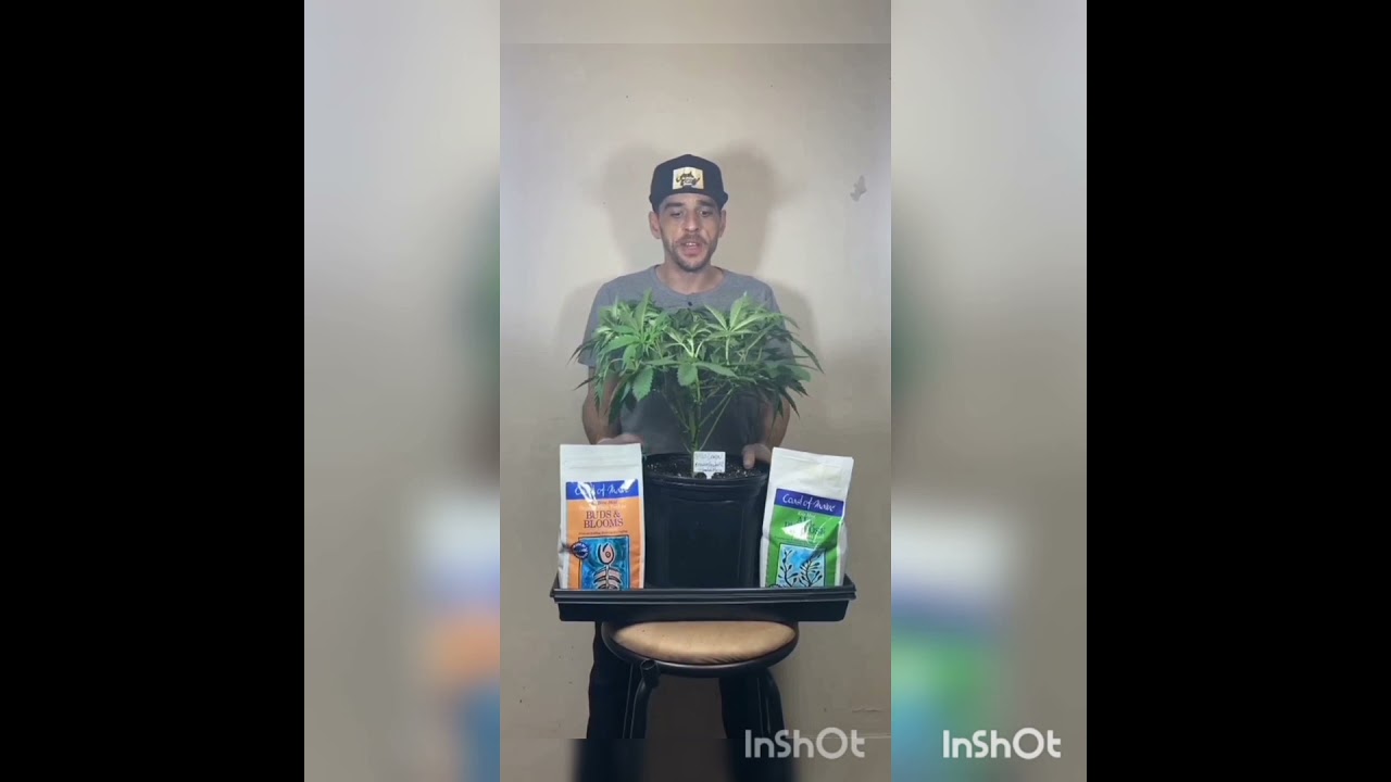 Coast of Maine top dressing for flower