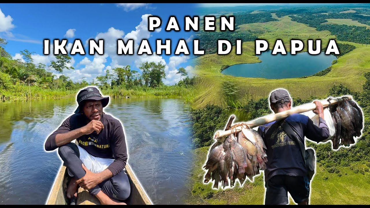 PENEN IKAN MAHAL PAPUA? MENGUNJUNGI WISATA DANAU LOVE (EMFOTE) DAN KALI JAIFURI
