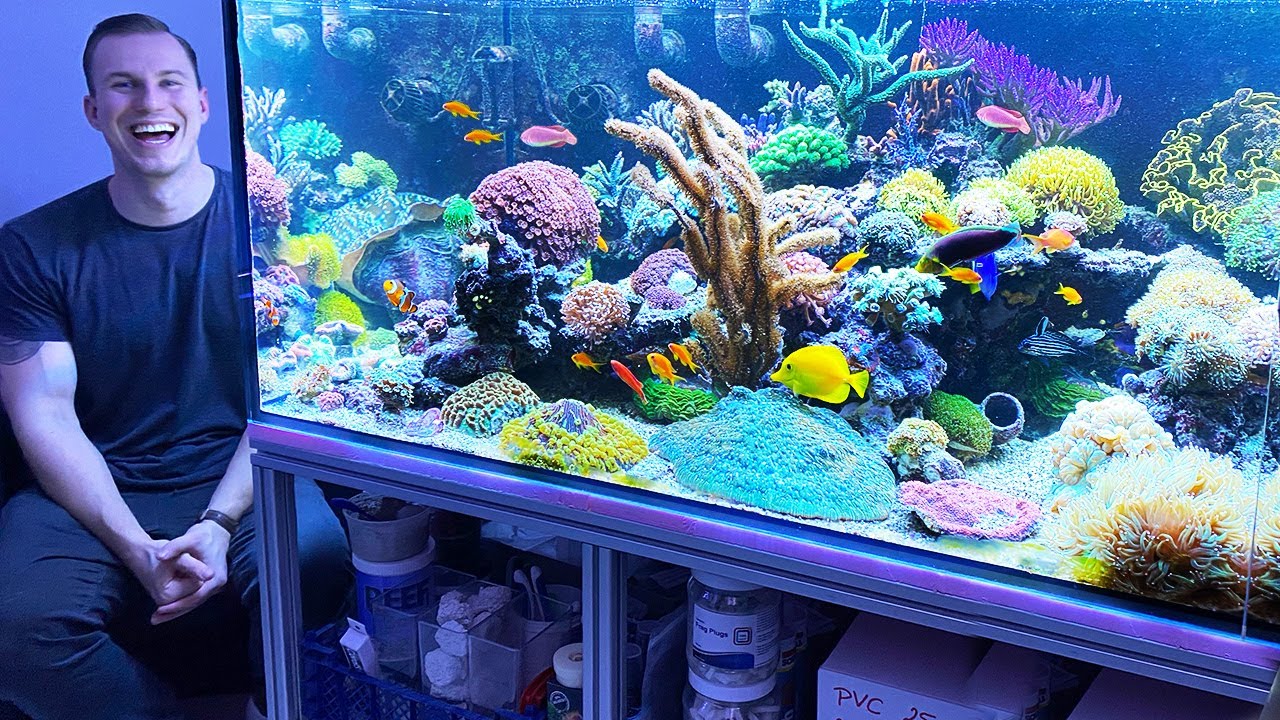 THE BEST REEF TANKS - 2020 Review #saltwater #aquarium #coral