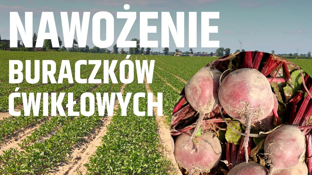 Nawożenie buraków ćwikłowych aktualne zalecenia