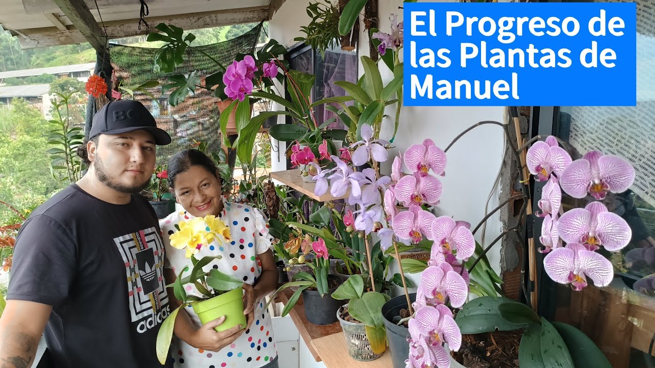 Orquídeas🌺🌼Que con Un Solo Fertilizante Dieron Abundantes Floraciones 