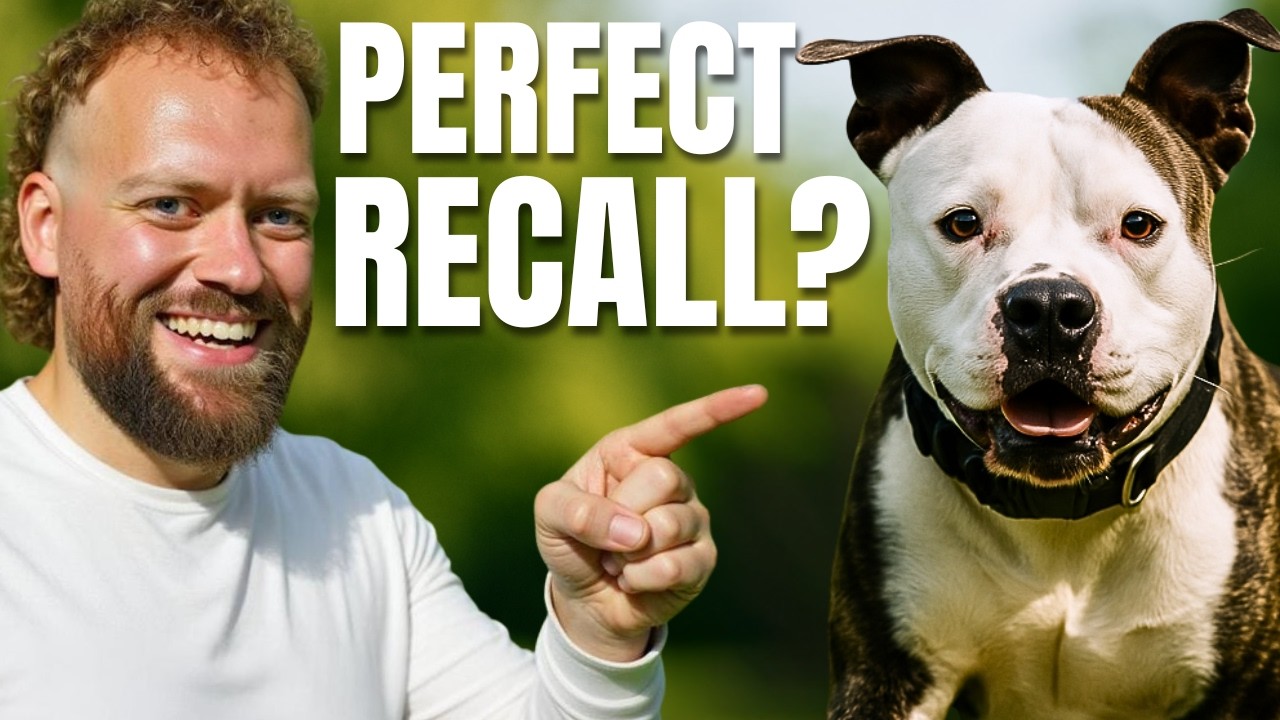 Why Your Dog Won’t Come Back… and How to Fix It Today!