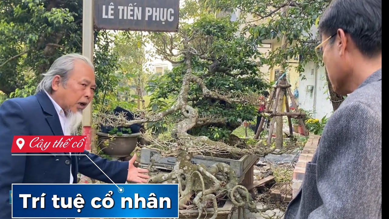 Tinh tính trí tuệ cổ nhân qua tác phẩm cây thế cổ. 