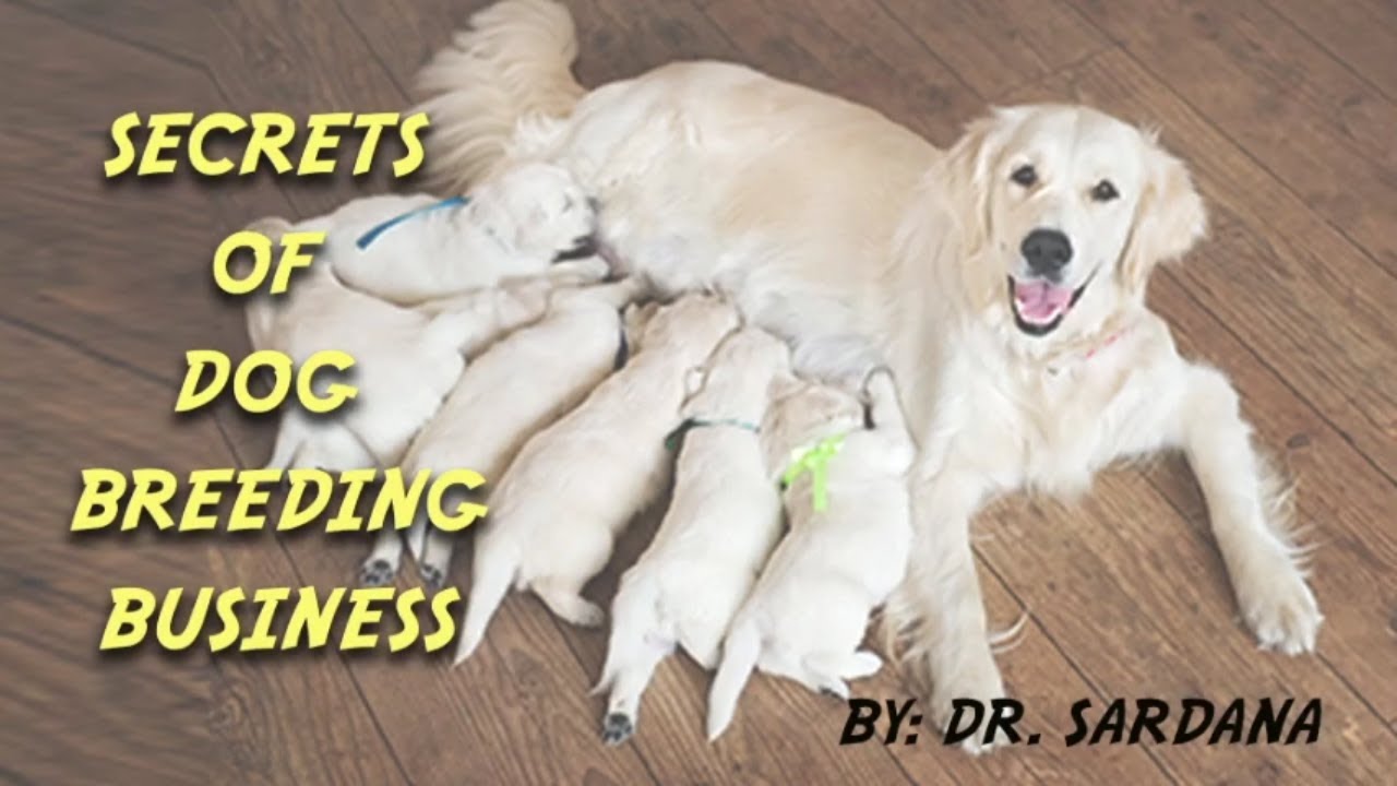 Secrets of dog breeding business