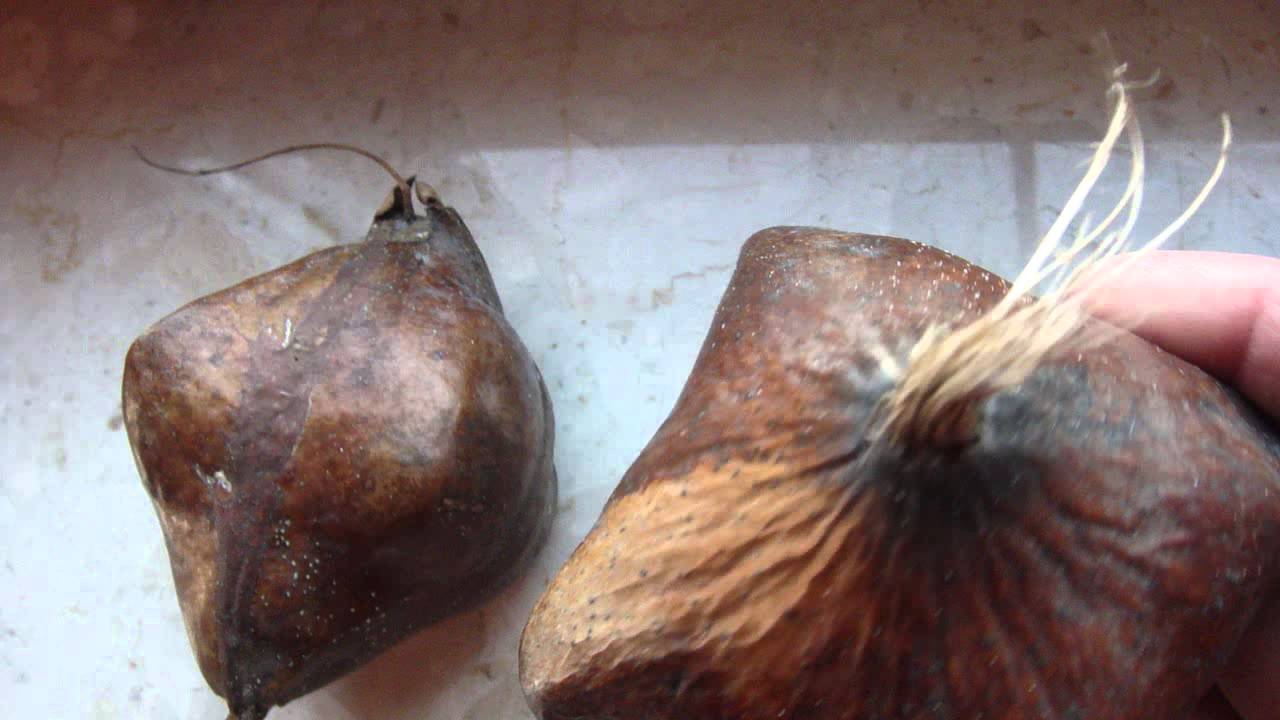 Barringtonia Asiatica
