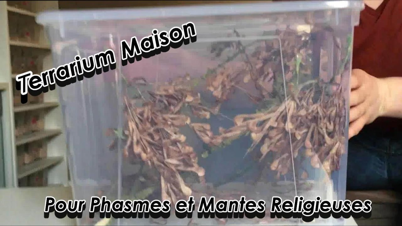 Tuto - Terrarium Maison pour insectes (Phasmes et Mantes)