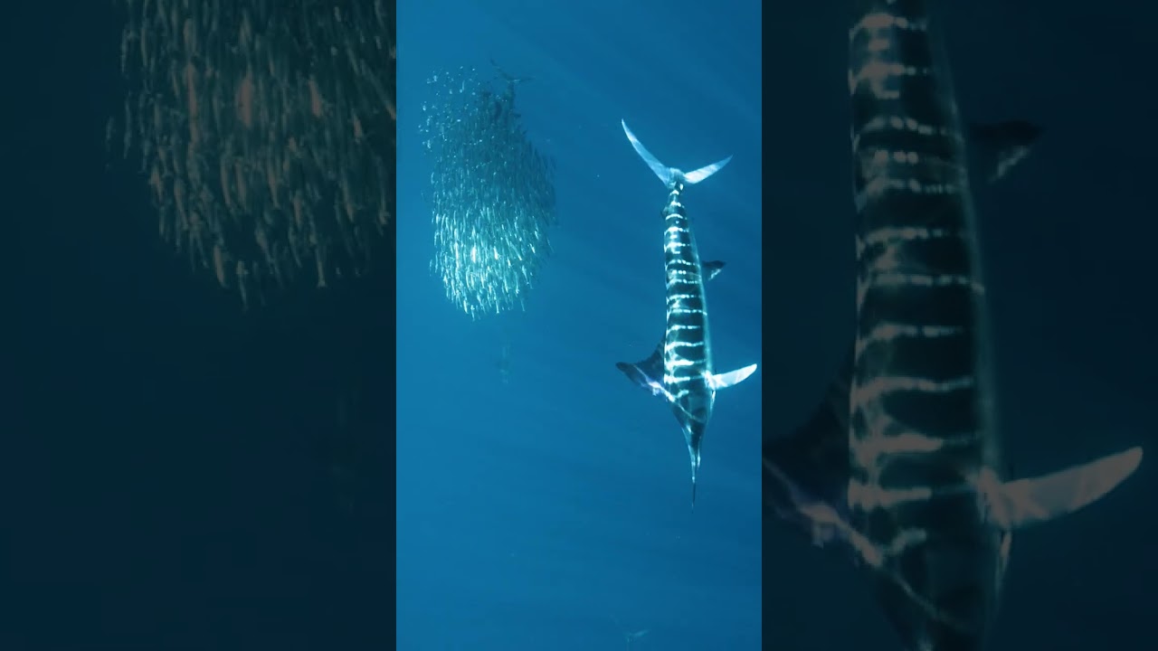 Sailfish Master Hunters