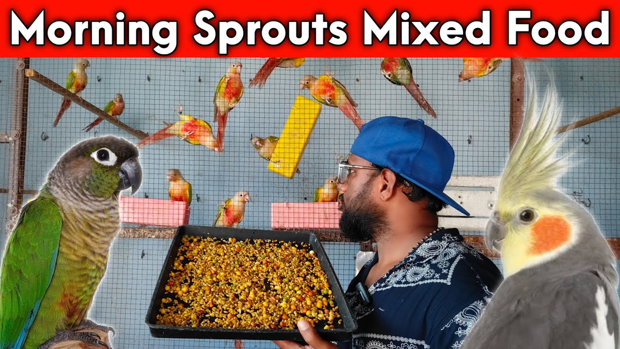 Morning Birds Breeding Sprouts Mixed Food | Farm Birds Breeding Tips | Tamil | Fancy Birds Chennai