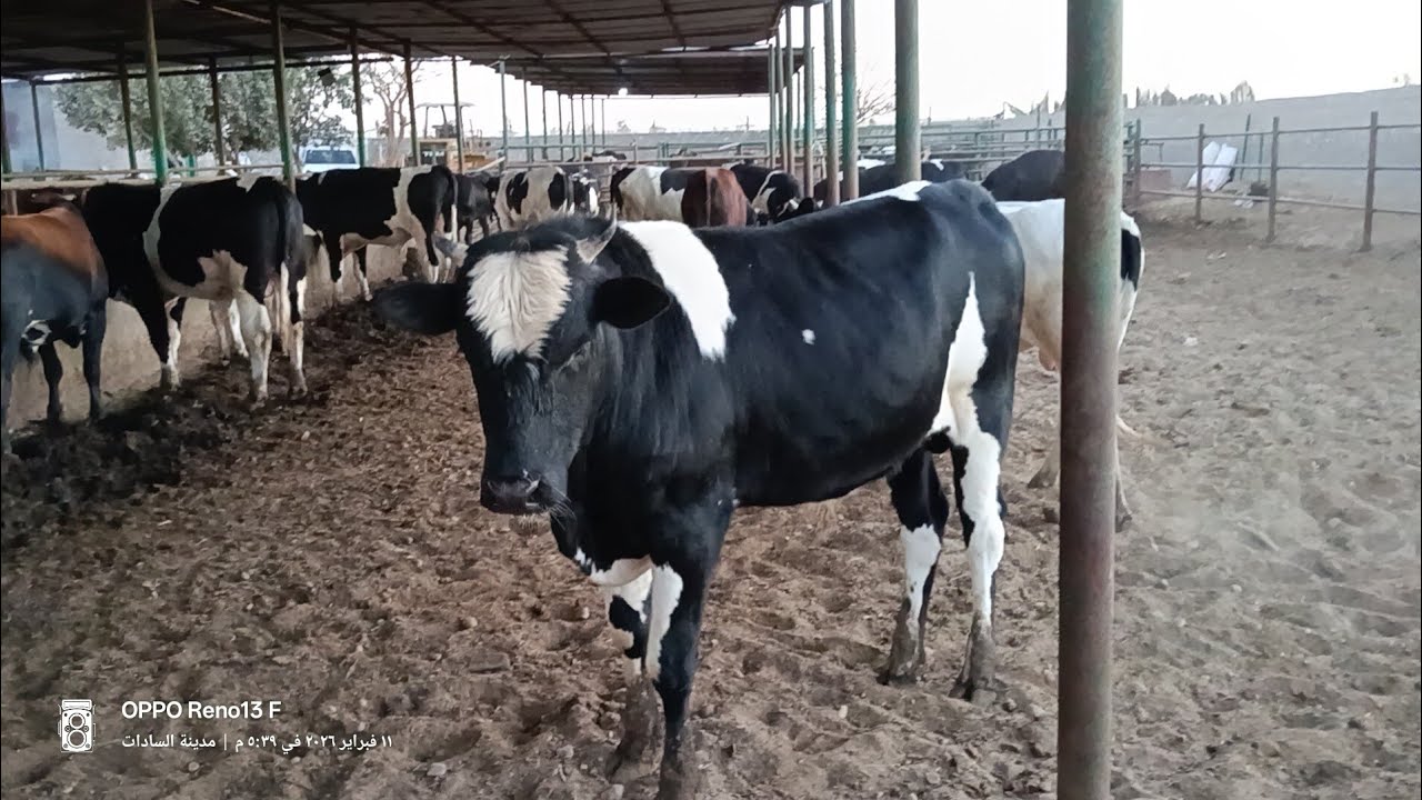 مزرعة عجول لحم الكيلو ١٨٢ الله اكبر 