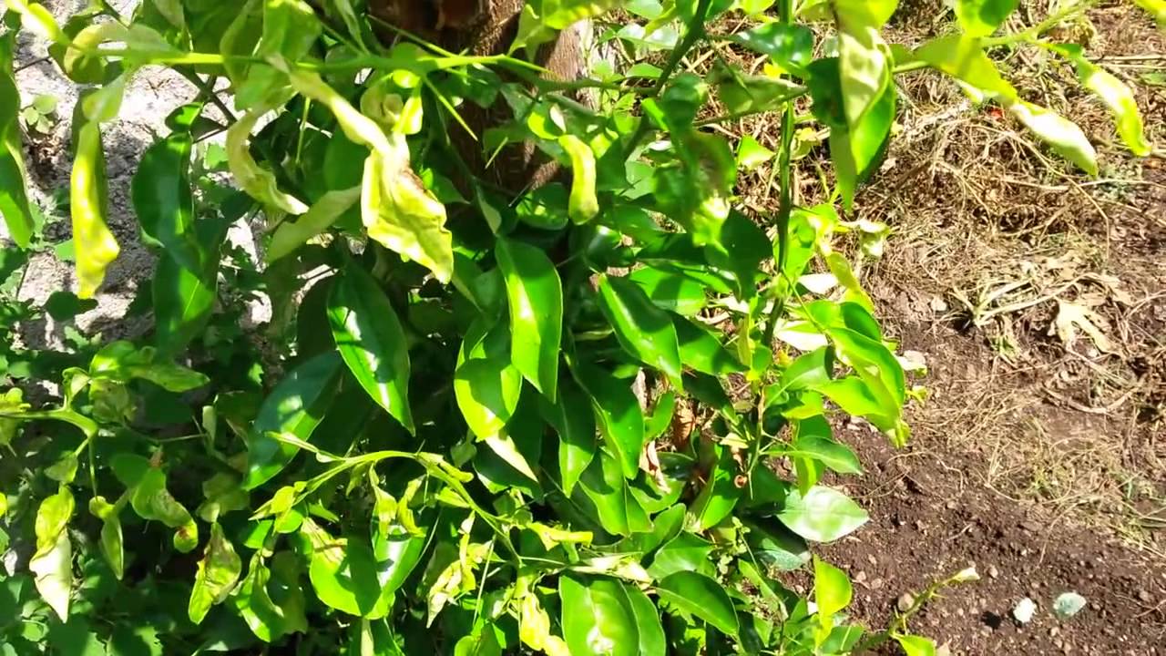 Potatura dei limoni - casaegiardino.it